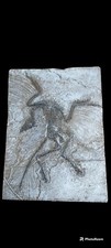 archeopteryx Lithographica