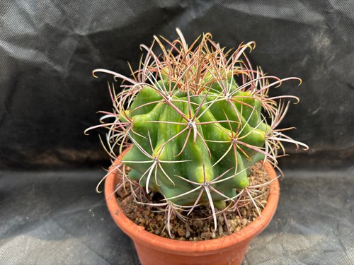 Ferocactus tiburonensis sonora - ferocactus,