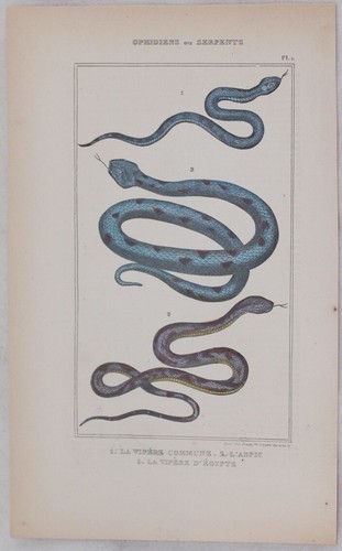 Lacepede vipera aspis rostrata - lacepede,
