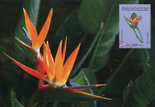 Libya 1995 flowers strelitzia - 1995,