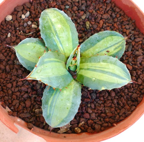 Agave parryi ssp huachucensis - agave,