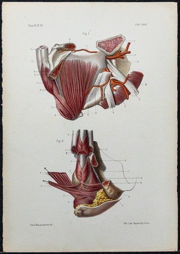 1866 muscoli perineale - -,