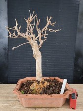 bonsai di gelso h 39 cm visita