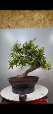 Bonsai Di Ficus Retusa, Pianta
