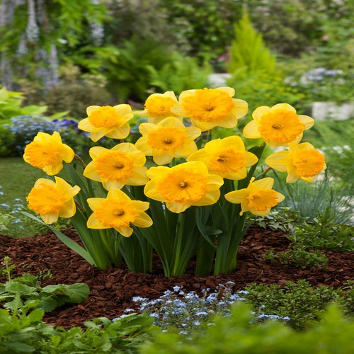 Narcisi bulbi fiori cipolle - fiori,