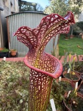 Pianta carnivora Sarracenia