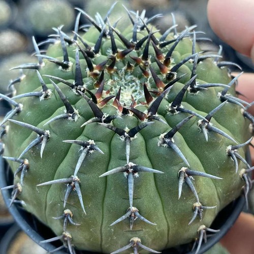 3pcs gymnocalycium - 3pcs,