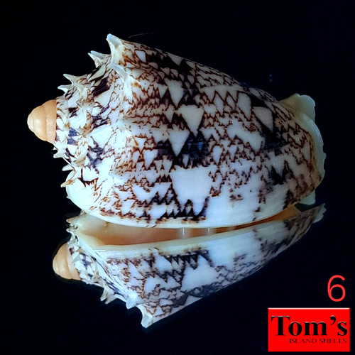Voluta chrysostoma - , f
