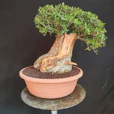 PRE BONSAI ESEMPLARE  DI