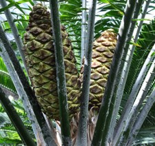 Encephalartos laurentianus | Laurent's cycad | Congo cycad -  - Cicade del Congo