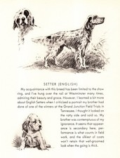 Stampa Setter Inglese Vintage