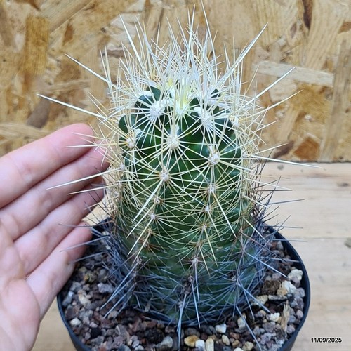 Thelocactus bicolor vaso cm - bicolor,