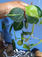 Pianta preziosa rara Philodendron Brazil 2 taglio lunghi 14 fogli con foglie
