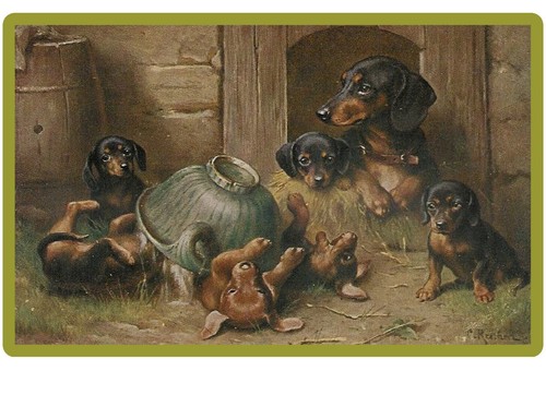 Bassotto cani cuccioli - bassotto,