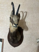 Trofeo Di testa di CAMOSCIO imbalsamato Tassidermia Stupendo Perfetto
