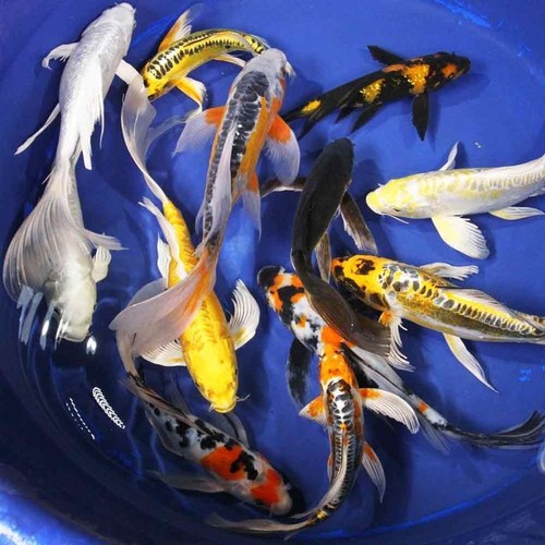 Carpe koi butterfly - koi, pinne