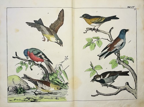 Uccellini uccellini cantori