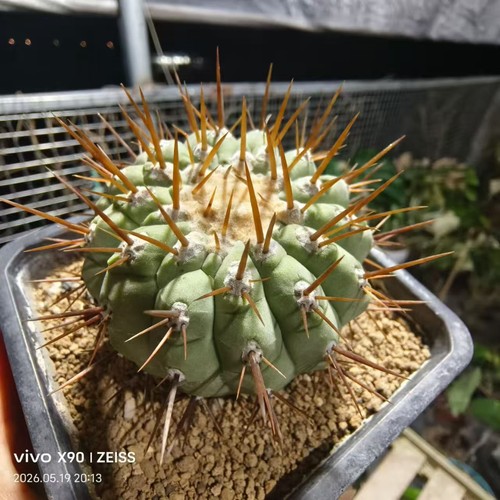 Rara pianta spina oro - spina, d'oro
