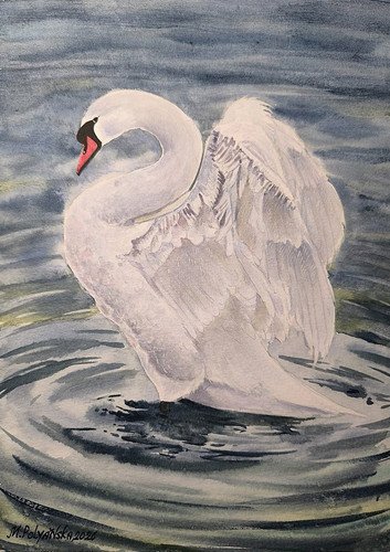 Birds snowy white swan - birds,