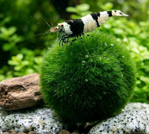 Kit acquario marimo 3 - kit,