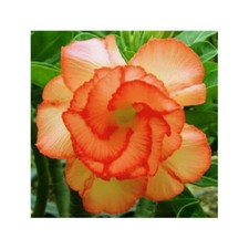 5 SEMI DI ADENIUM OBESUM -