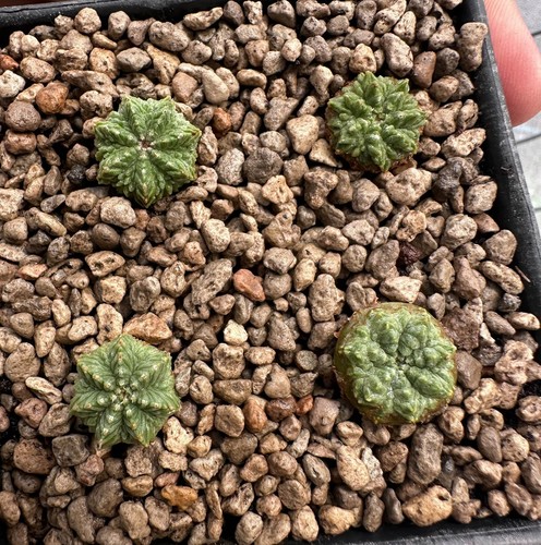 Aztekium see x 4piante - r,