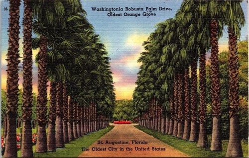 Cartolina lino washingtonia - di,