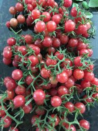 Florida everglades tomato - 50,