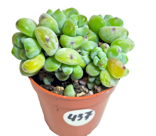 Sedum clavatum piante - cm,