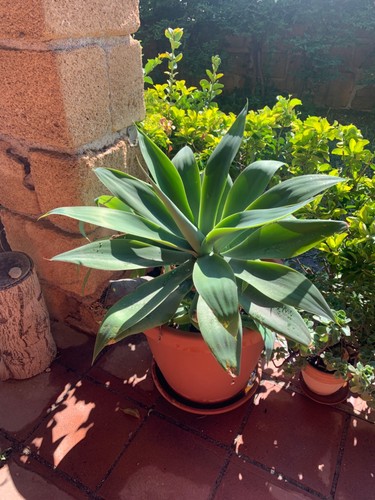 Agave attenuata diametro 67 - agave,