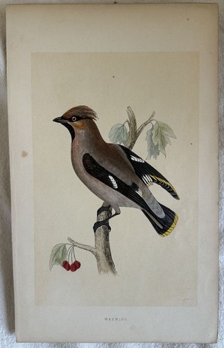 Morris waxwing bombicilla - morris,
