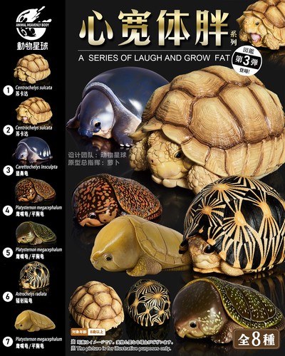 Animal heavenly body turtle - body,