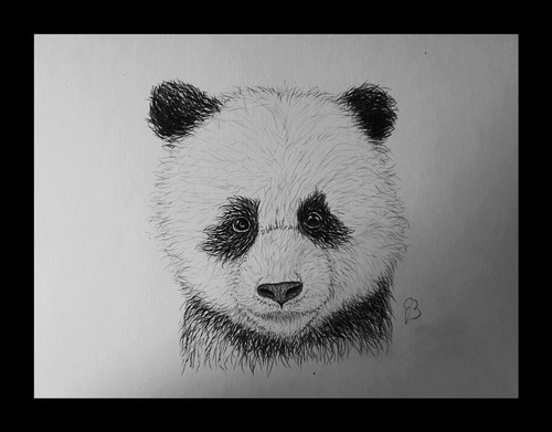 Schizzo panda arte - schizzo,