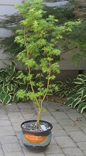 Acero giapponese seiryu - seiryu, (in