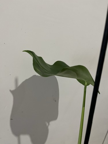 Monstera unniiae rare - unniiae,