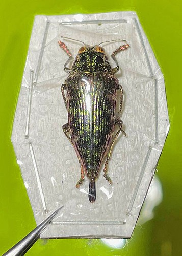 Buprestidae psiloptera - buprestidae,