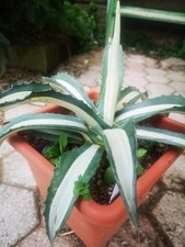 Agave Mediopicta Alba