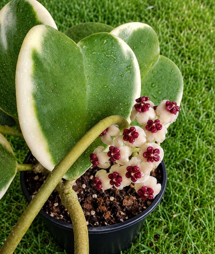 Hoya kerrii variegato vivo - hoya,