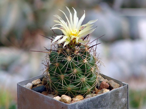 Coryphantha gladiispina - ,