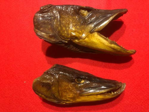 Trophees pêche 2 têtes - trophees,