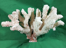 Grosso ramo di madrepora - corallo bianco