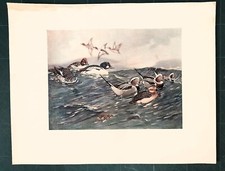 Stampa antica UCCELLI ANATRE QUATTROCCHI e MORETTA CODONA 1911 Antique print