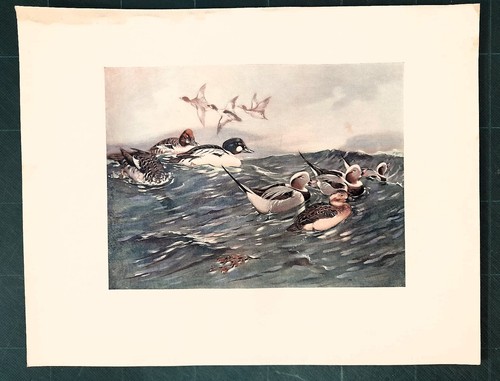Stampa antica uccelli anatre - antica,