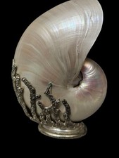 Conchiglia marina nautilus - marina,