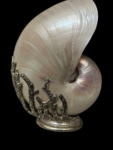 Conchiglia marina nautilus - conchiglia,