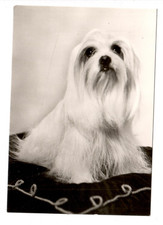 G43 - Cani * Malteser * Yorkshire Terrier 1974