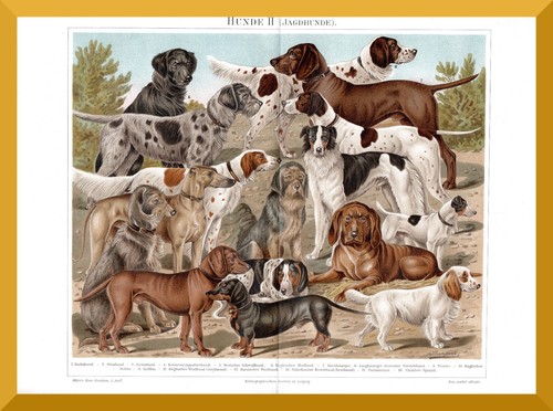 Cani caccia 130 anni - cani, da