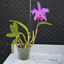 Cattleya lueddemanniana ada - cattleya, "ada"