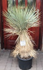 Yucca rostrata thompsoniana - x,