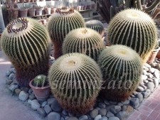 Echinocactus grusonii cuscino - grusonii,